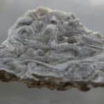 Chalcedon