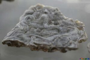 Chalcedon