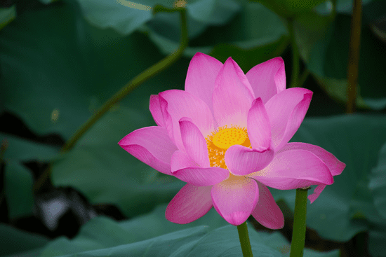 Milujeme Kameny - Růžový lotosový květ