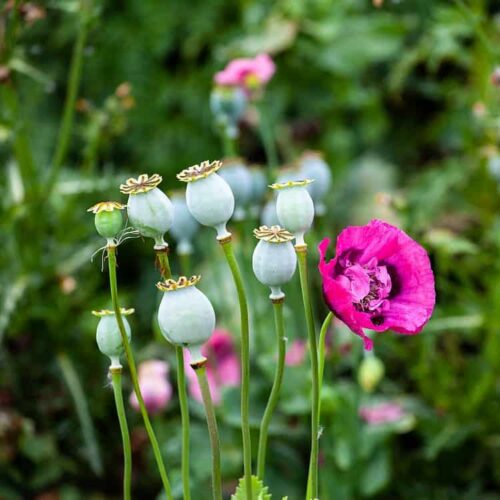 Milujeme Kameny - opium