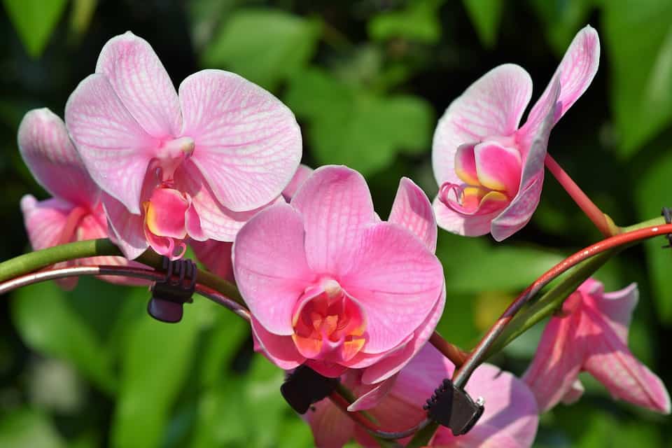Milujeme Kameny - Orchidej