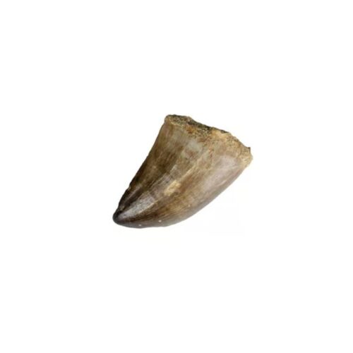 Mosasaurus zub - zkamenělina