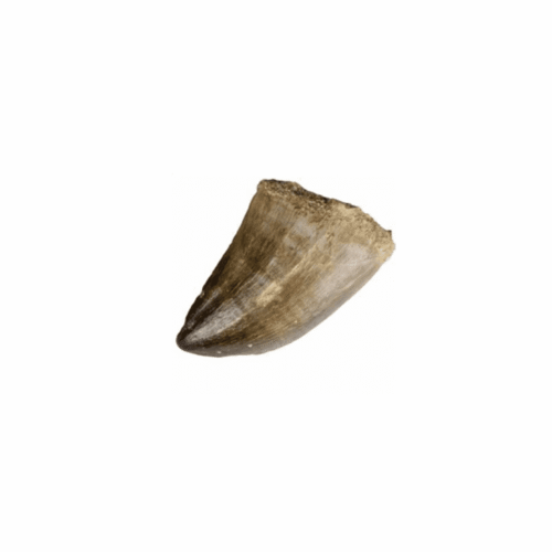 Mosasaurus zub - zkamenělina