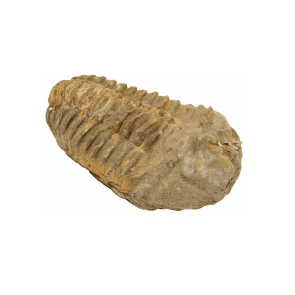 Trilobit - zkamenělina