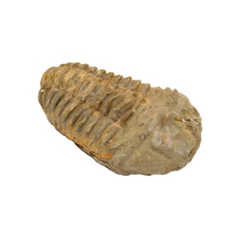 Trilobit - zkamenělina