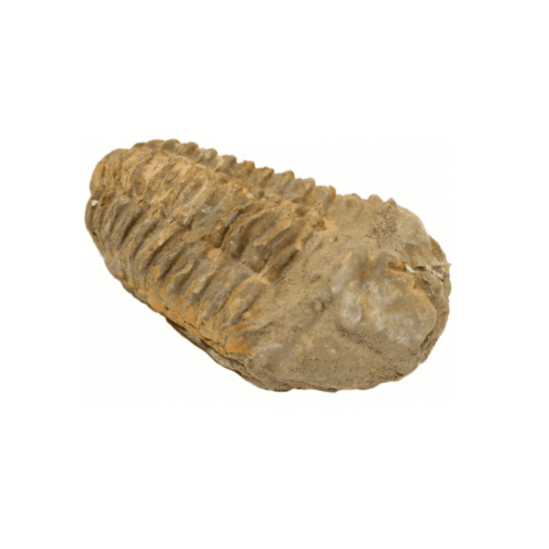 Trilobit - zkamenělina