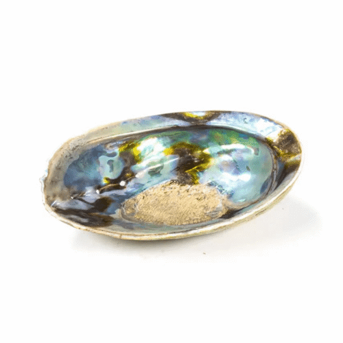 Abalone mušle