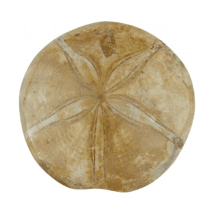 Mořský ježek - leštěný - zkamenělina