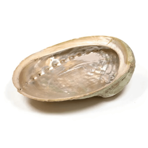 Abalone mušle - maxi