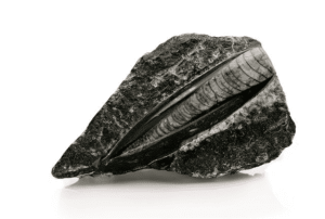 Orthoceras