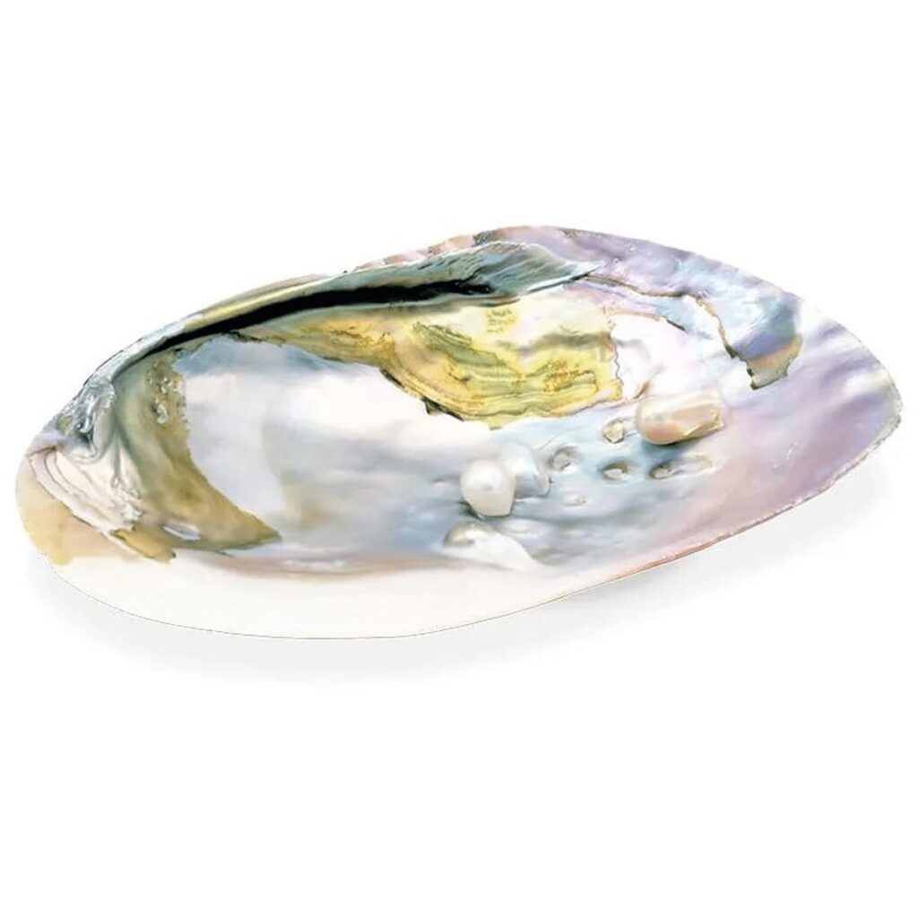 Abalone mušle s perlami