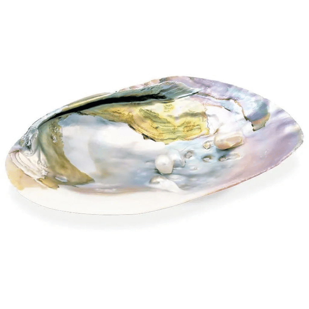 Abalone mušle s perlami