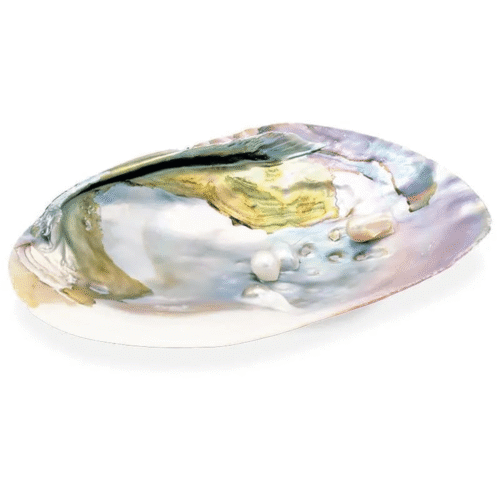 Abalone mušle s perlami