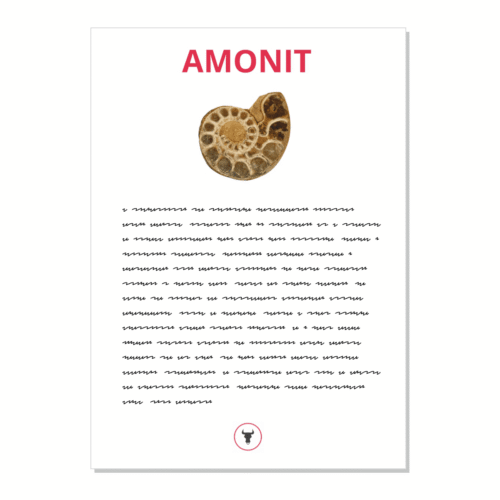 Amonit - kartička
