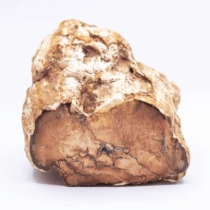 Zkamenělé dřevo