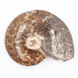 Amonit - zkamenělina - tromlovaný kámen AT106