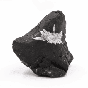 Chryzantémový kámen - surový kámen CHK45