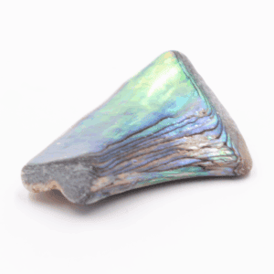 Paua - mušle hlazená