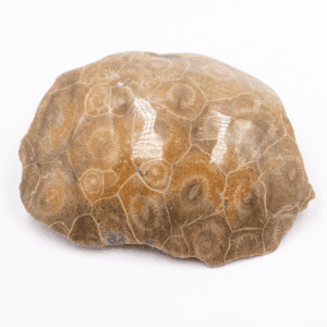 Korál Peru - leštěný - zkamenělina KP21